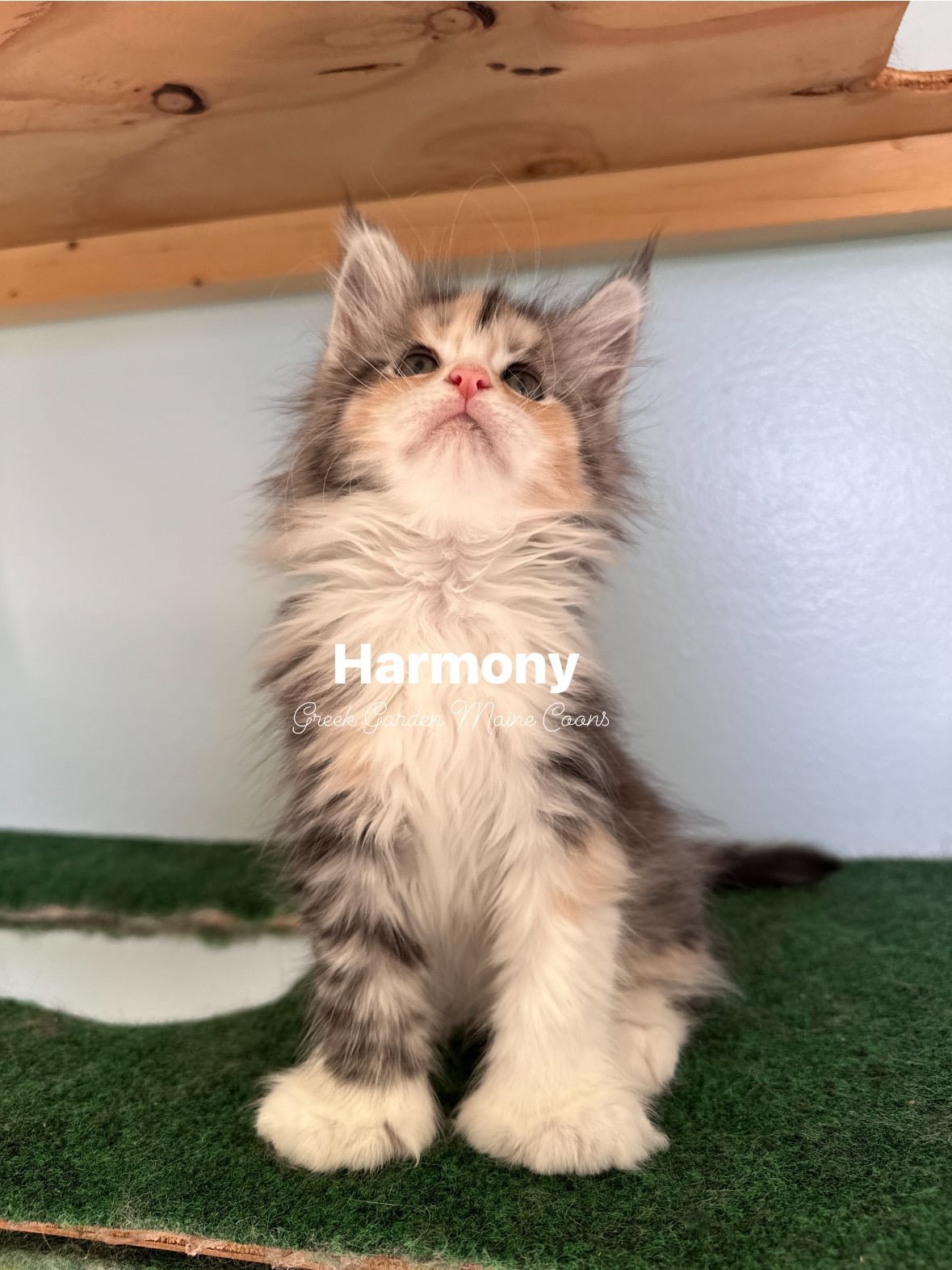 Harmony 8 Weeks