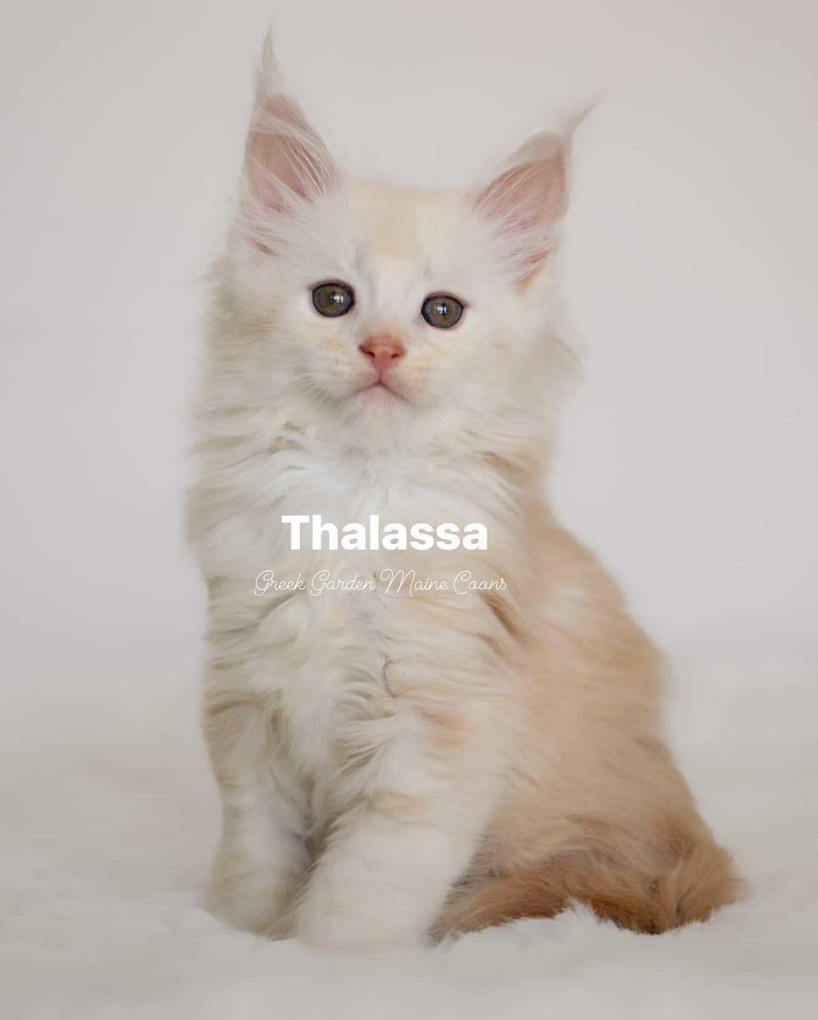 Thalassa 8 Weeks