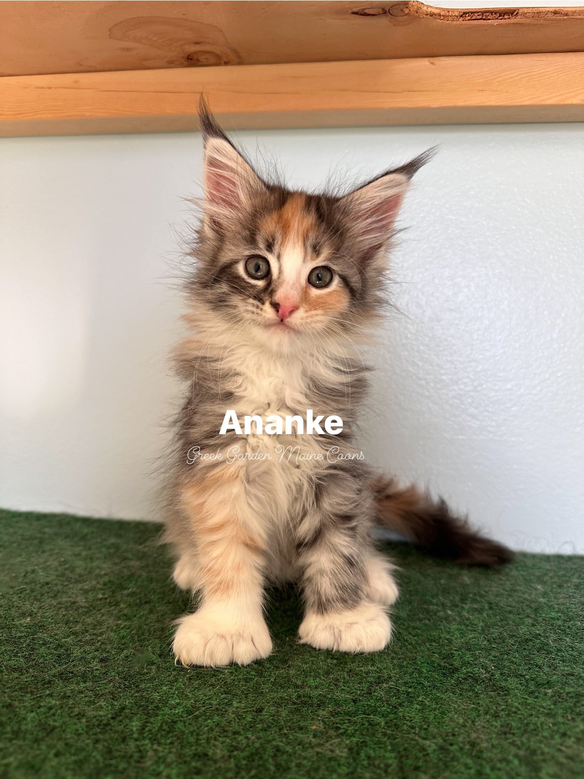 Ananke 8 Weeks