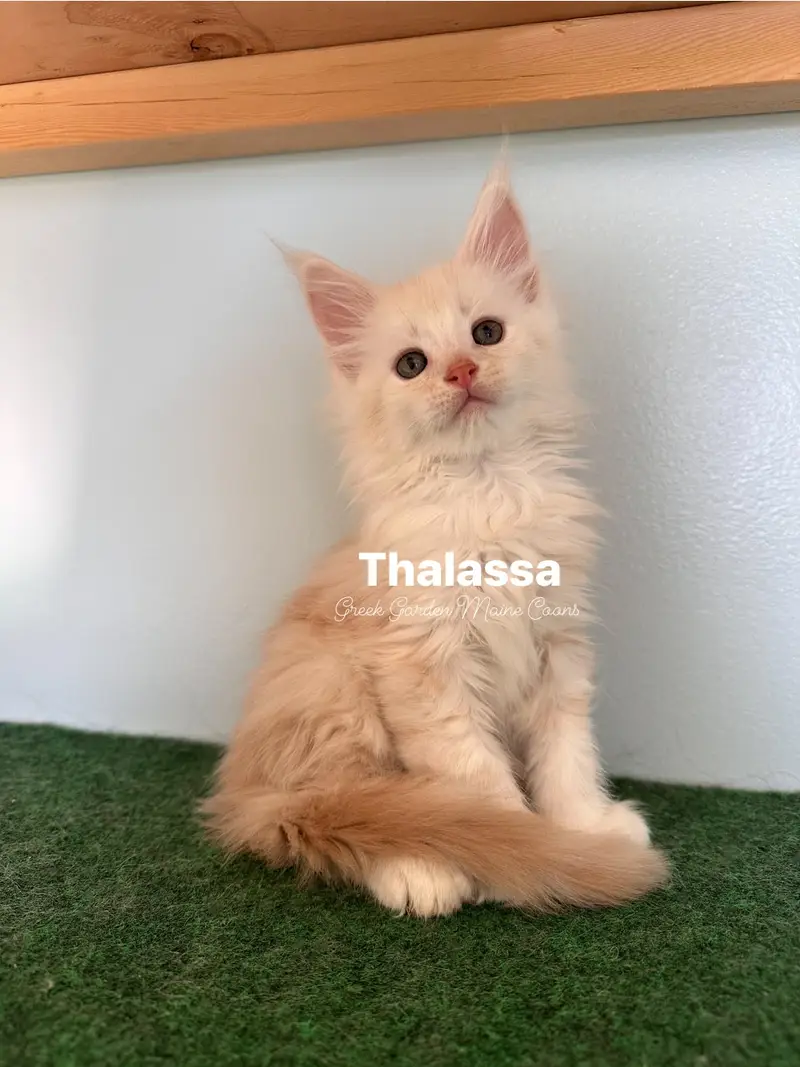Thalassa 8 Weeks