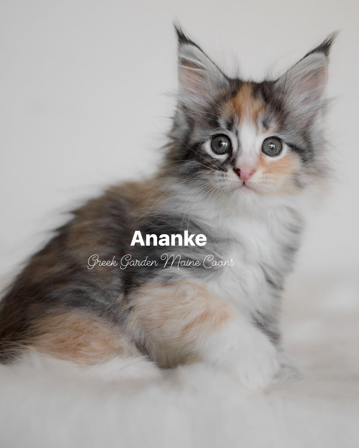 Ananke 8 Weeks