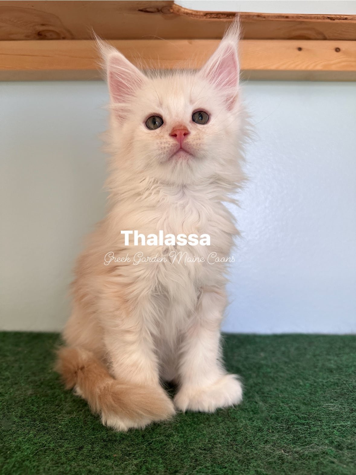 Thalassa 8 Weeks