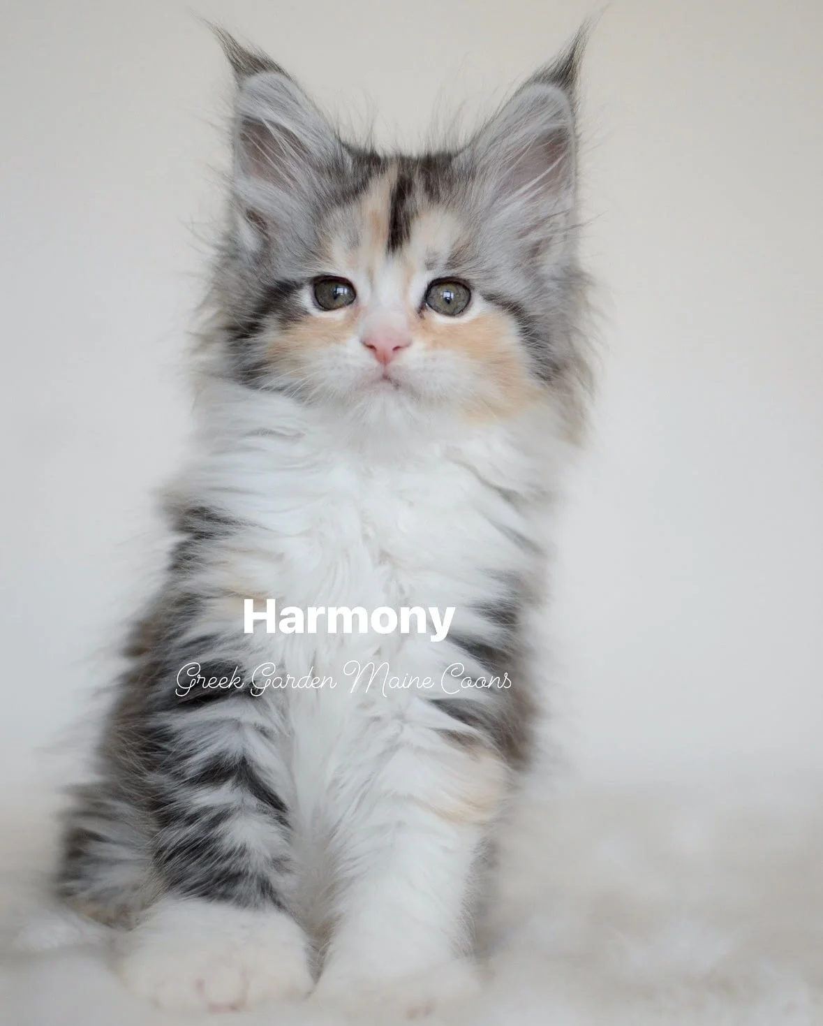 Harmony 8 Weeks