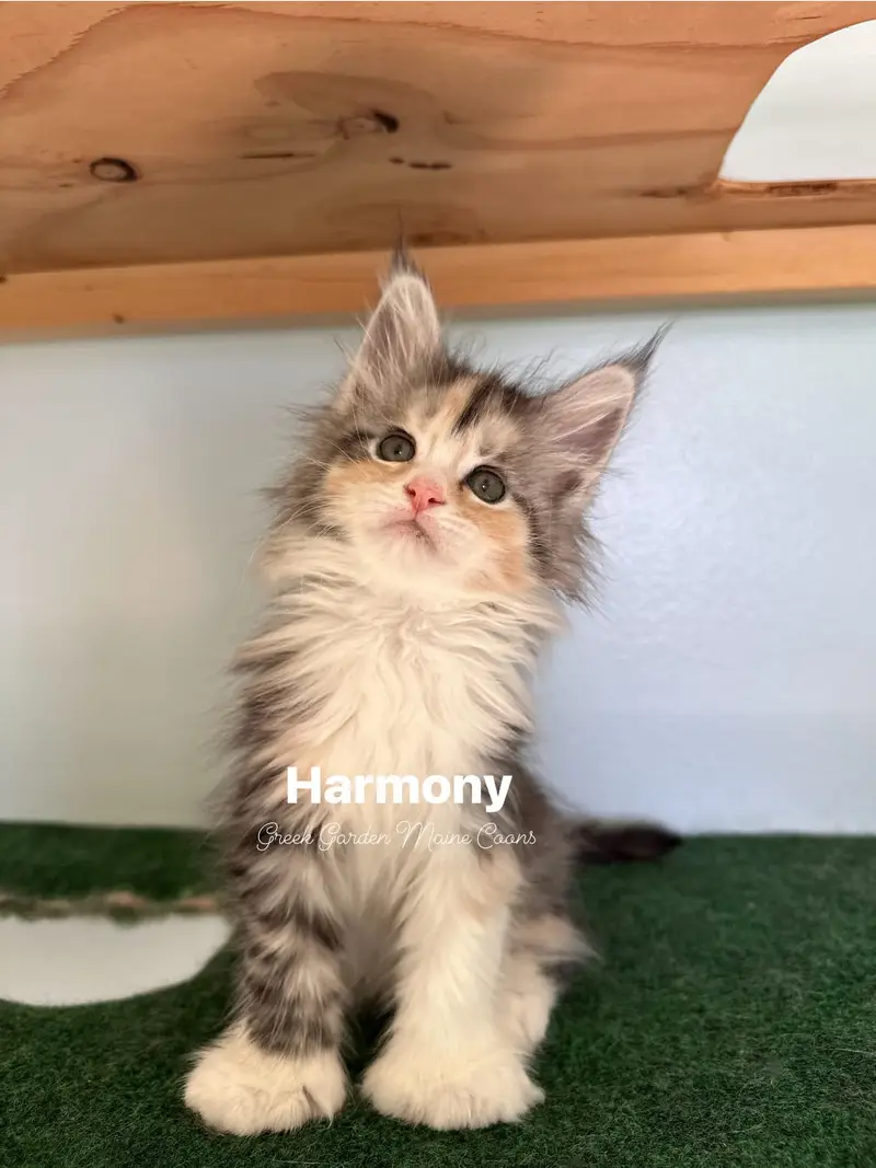 Harmony 8 Weeks