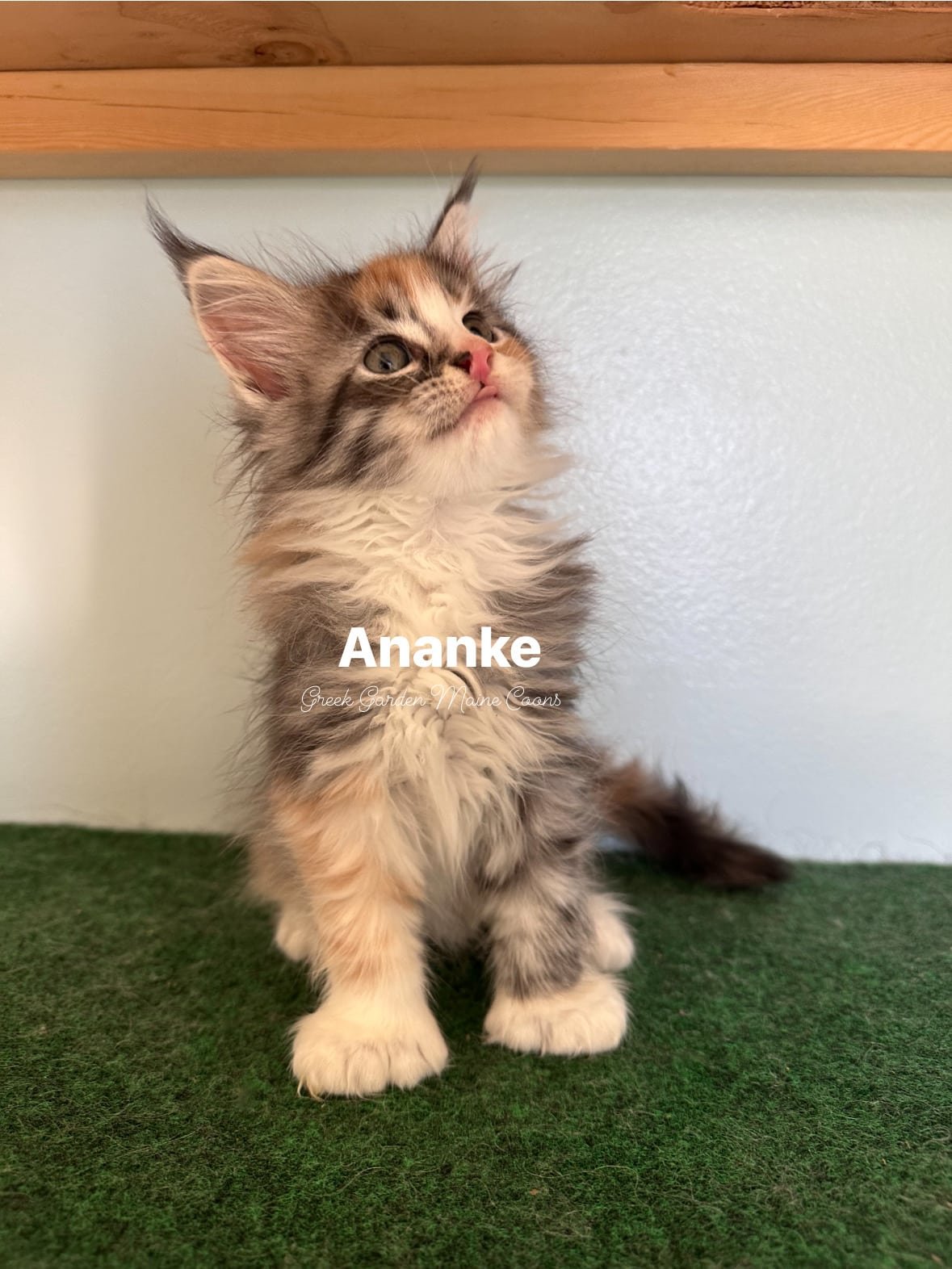 Ananke 8 Weeks