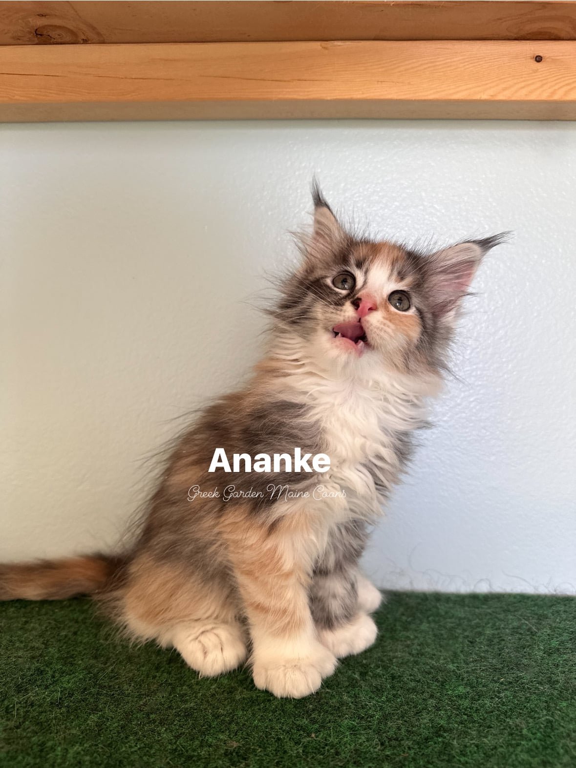 Ananke 8 Weeks