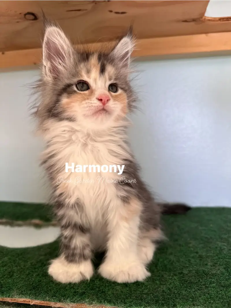 Harmony 8 Weeks