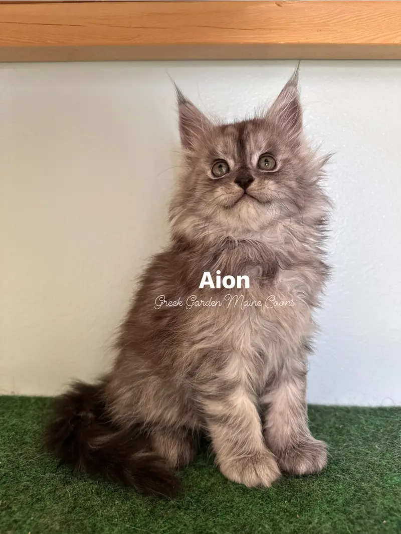 Aion 8 Weeks