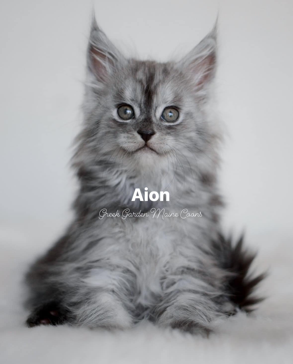 Aion 8 Weeks