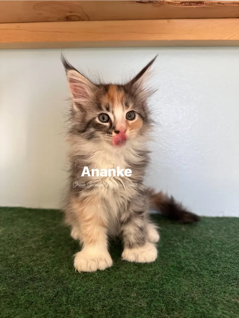 Ananke 8 Weeks