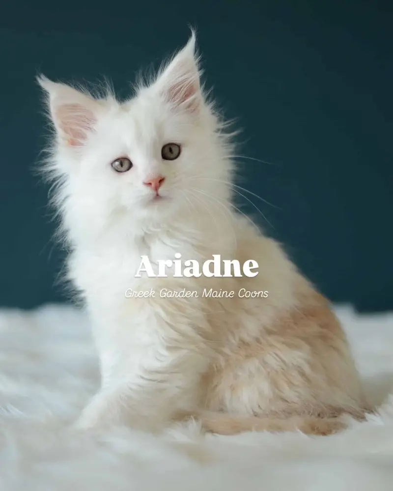 Ariadne 8 Weeks