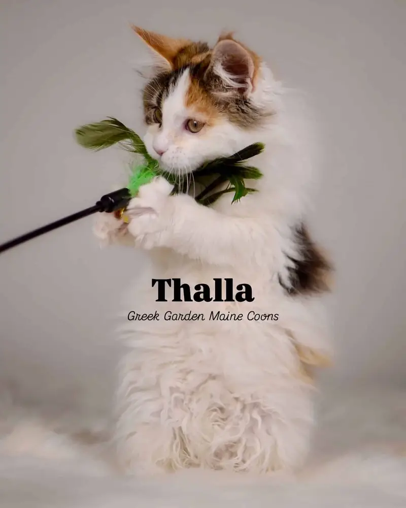 Thalla 13 Weeks