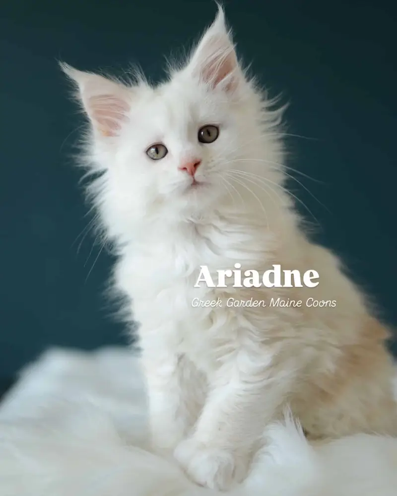 Ariadne 8 Weeks