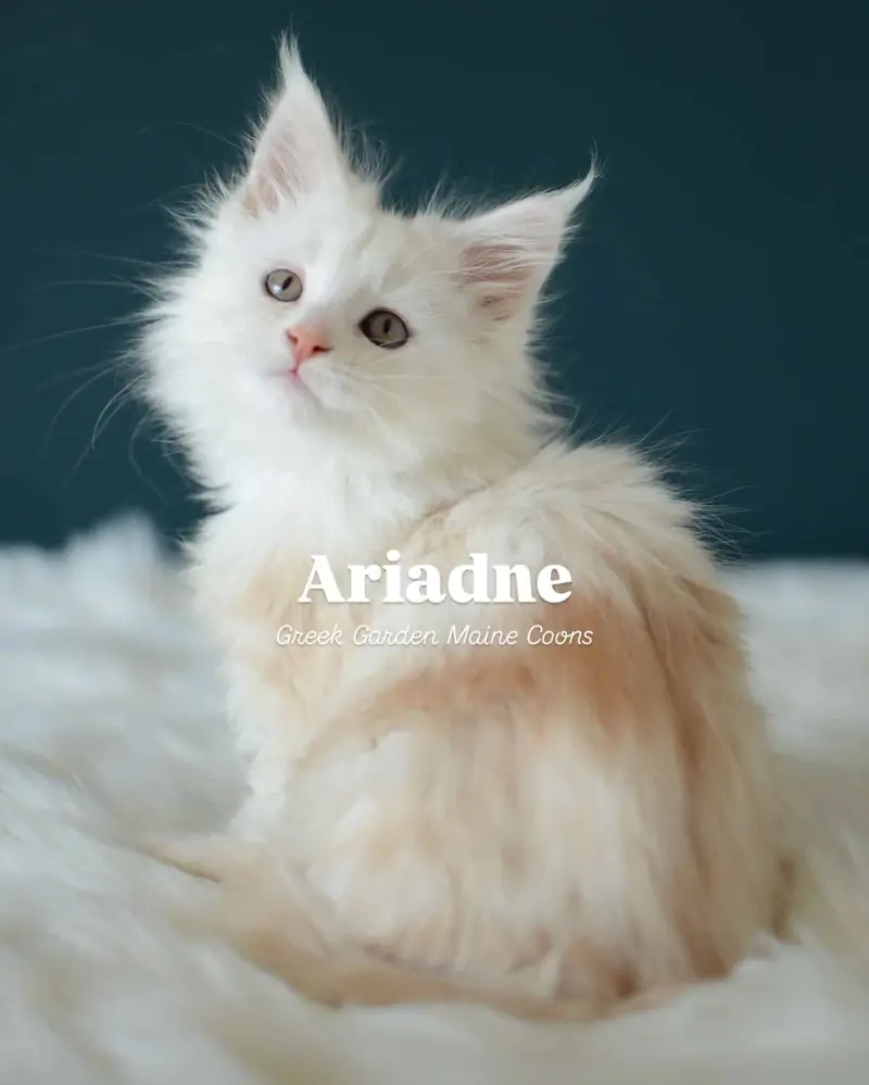 Ariadne 8 Weeks