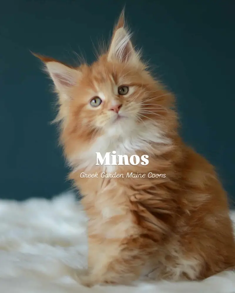 Minos 8 Weeks