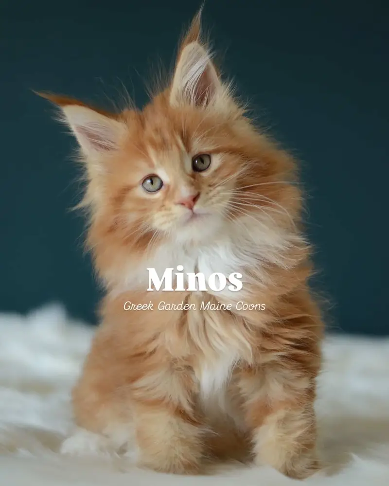 Minos 8 Weeks