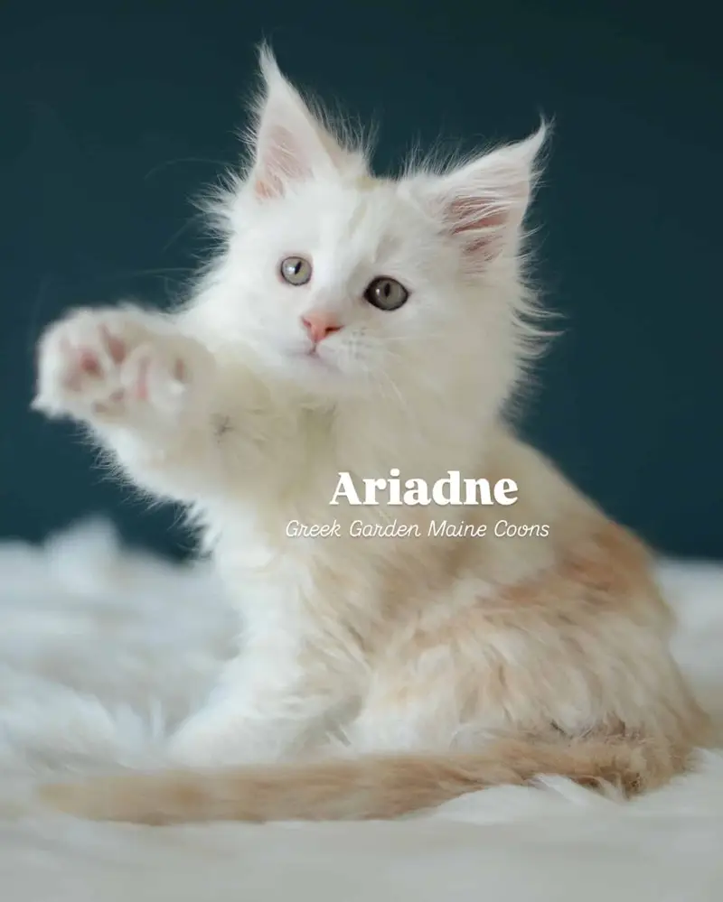 Ariadne 8 Weeks
