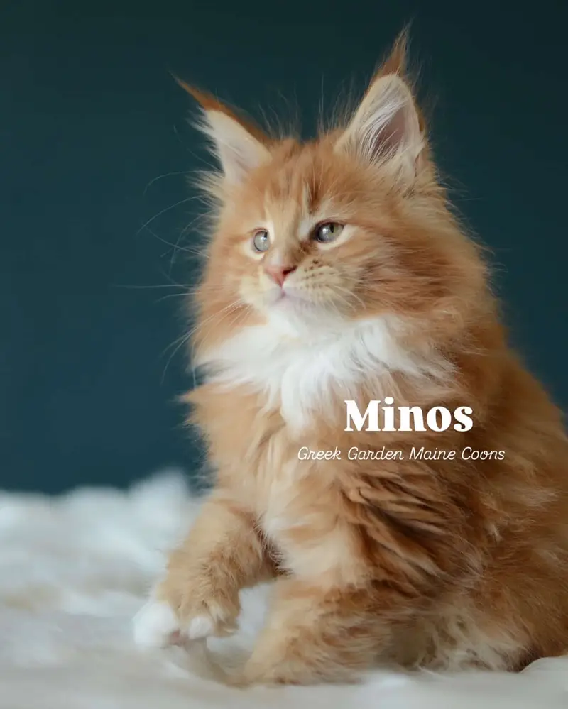 Minos 8 Weeks