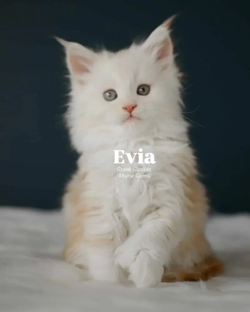 Kitten Application 1 Evia 8 Weeks
