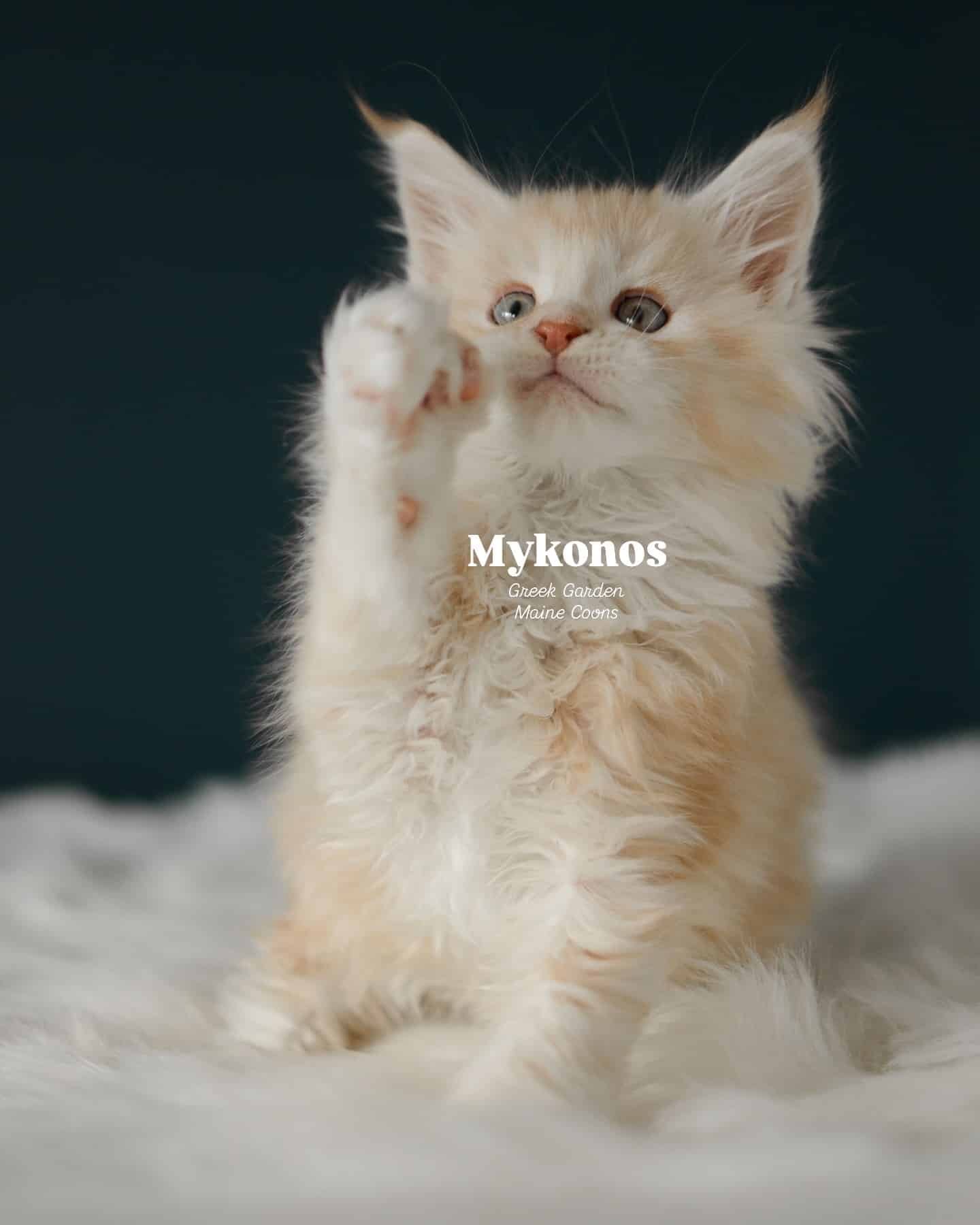 Kitten Application 6 Mykonos 8 Weeks