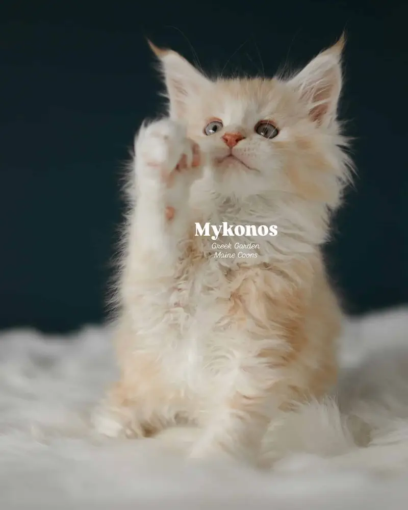 Kittens 10 Mykonos 8 Weeks