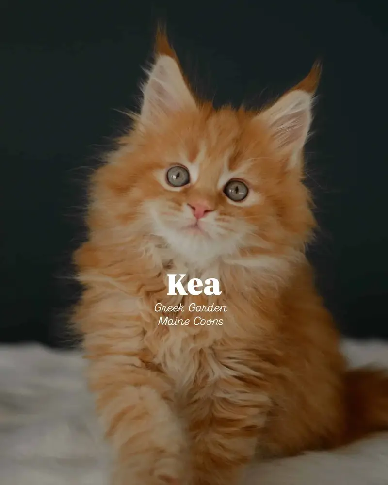 Kittens 6 Kea 8 Weeks