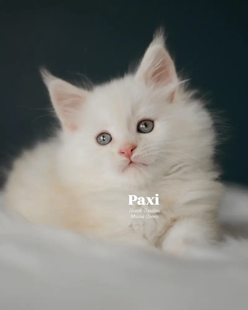 Kittens 12 Paxi 8 Weeks