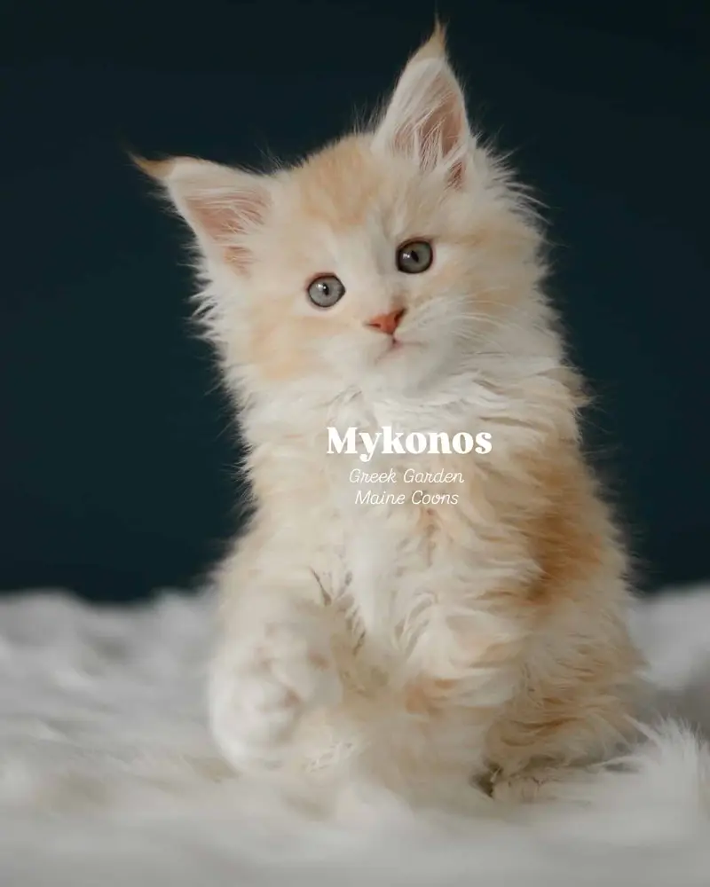 Kitten Application 5 Mykonos 8 Weeks
