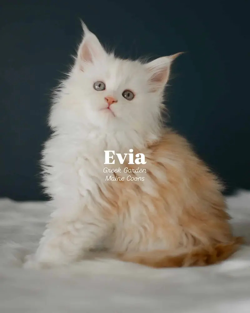 Kitten Application 2 Evia 8 Weeks