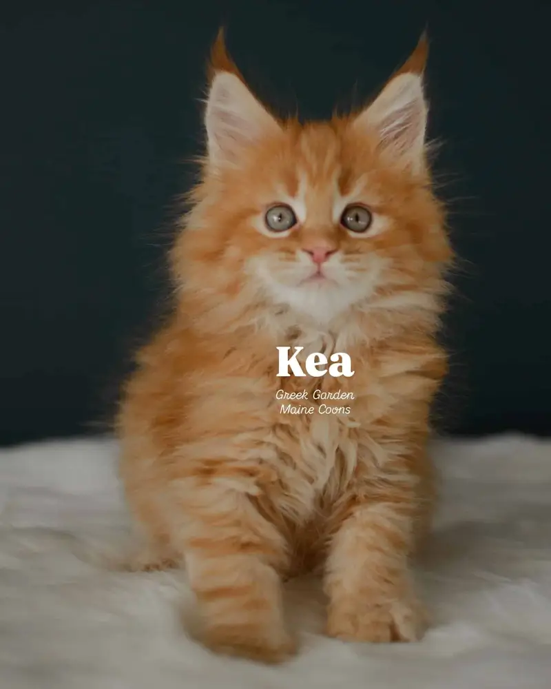 Kittens 5 Kea 8 Weeks