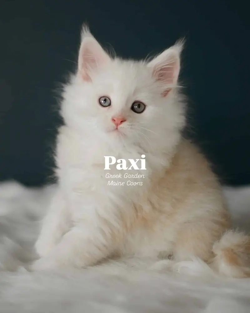 Kittens 11 Paxi 8 Weeks