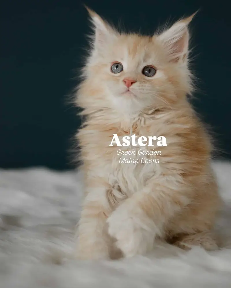 Kittens 1 Astera 8 Weeks