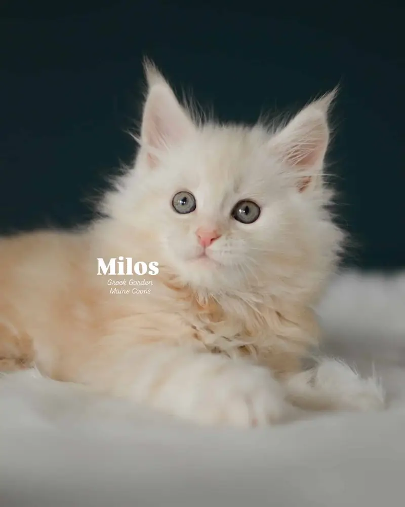 Kitten Application 3 Milos 8 Weeks