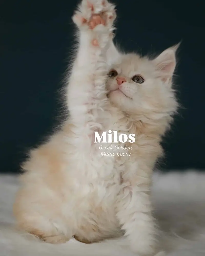 Kitten Application 4 Milos 8 Weeks