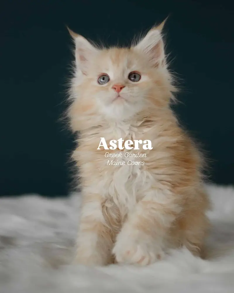 Kittens 2 Astera 8 Weeks