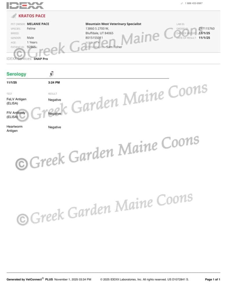 Greek Garden Maine Coons