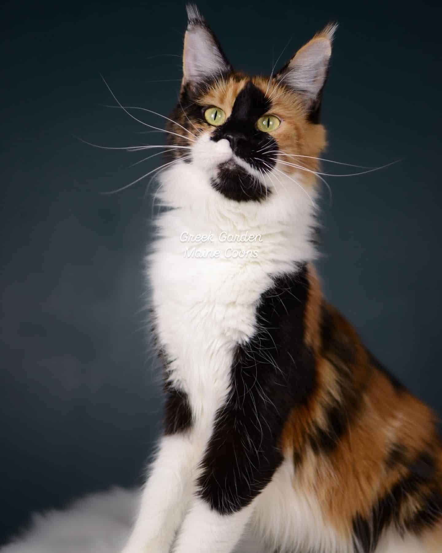 Clio 5 Black tortoiseshell and white maine coon cat