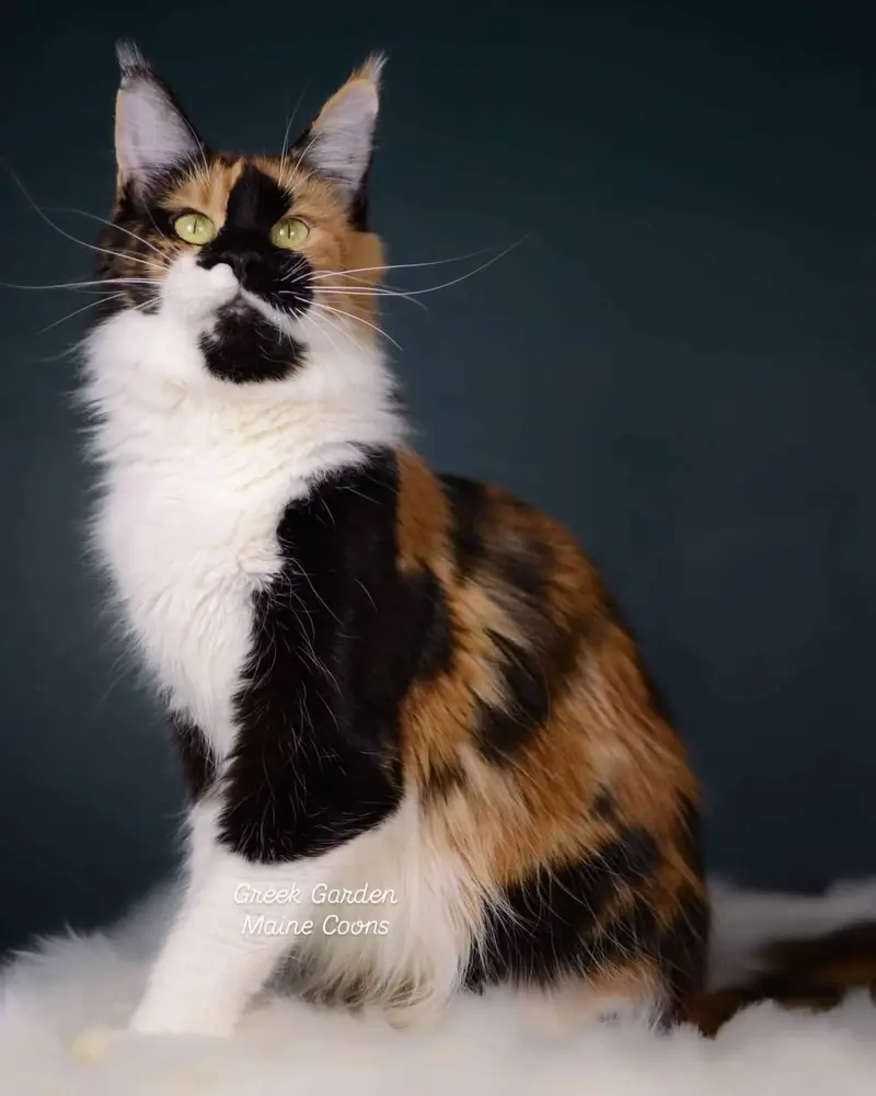 Clio 2 Black tortoiseshell and white maine coon cat