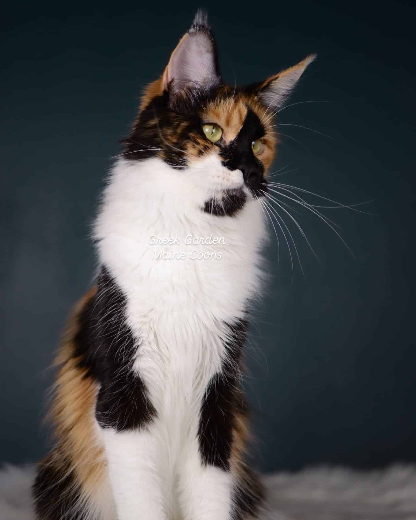 Clio 3 Black tortoiseshell and white maine coon cat