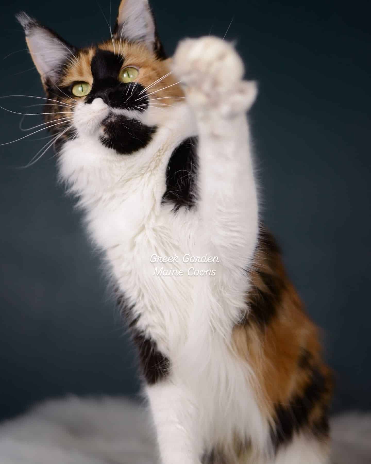 Clio 4 Black tortoiseshell and white maine coon cat