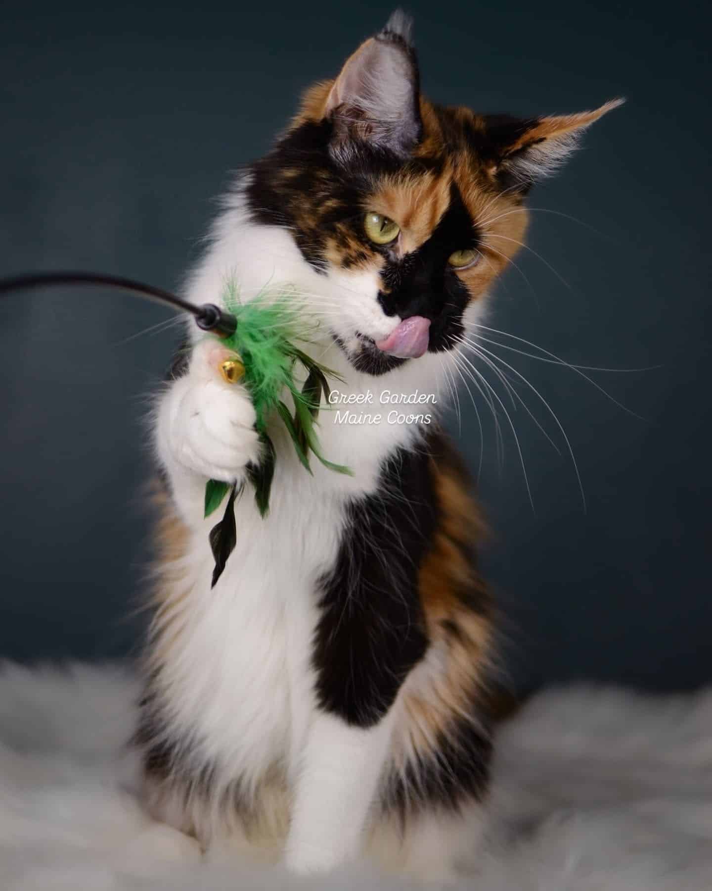 Clio 6 Black tortoiseshell and white maine coon cat