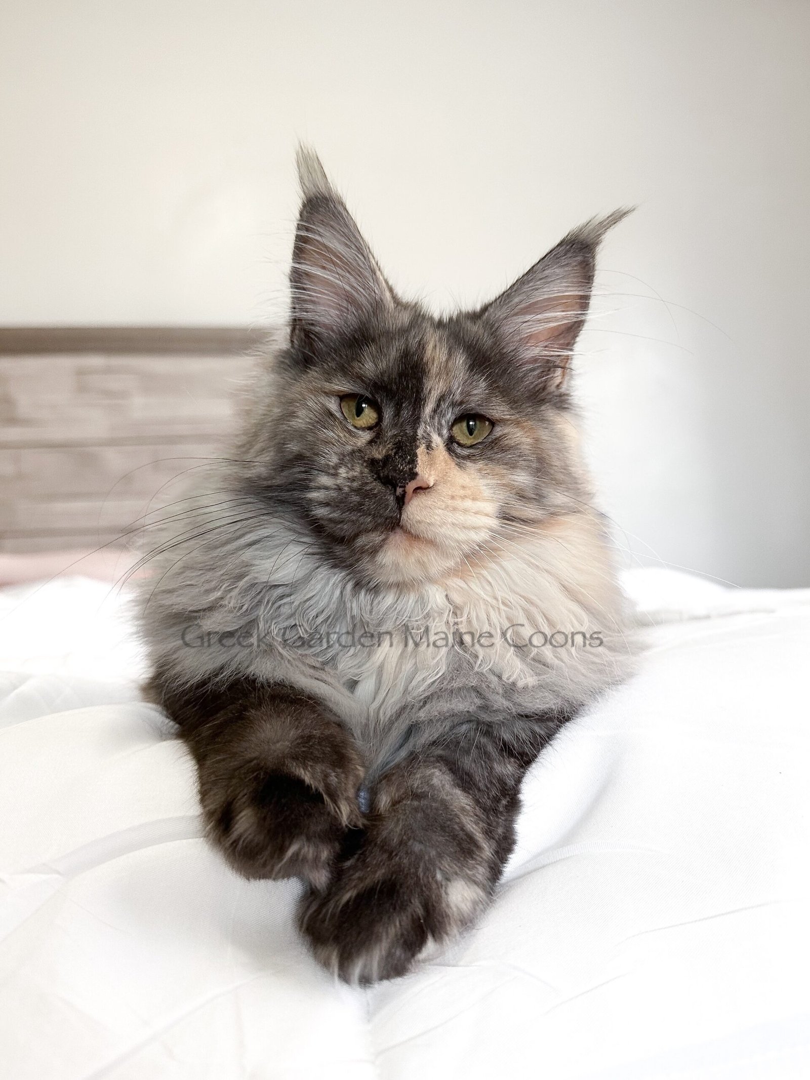 Greek Garden Maine Coons