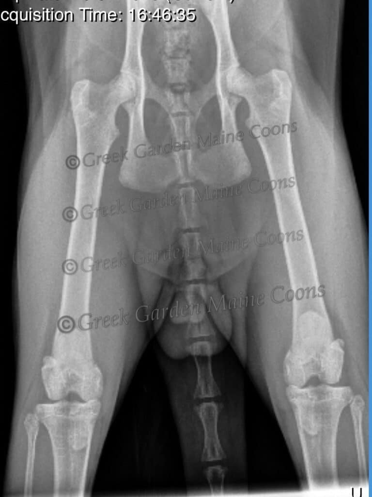 Kronos Hip Radiographs