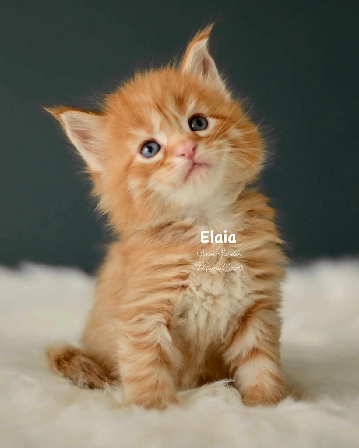 Kittens 3 Greek Garden Elaia 4 Weeks