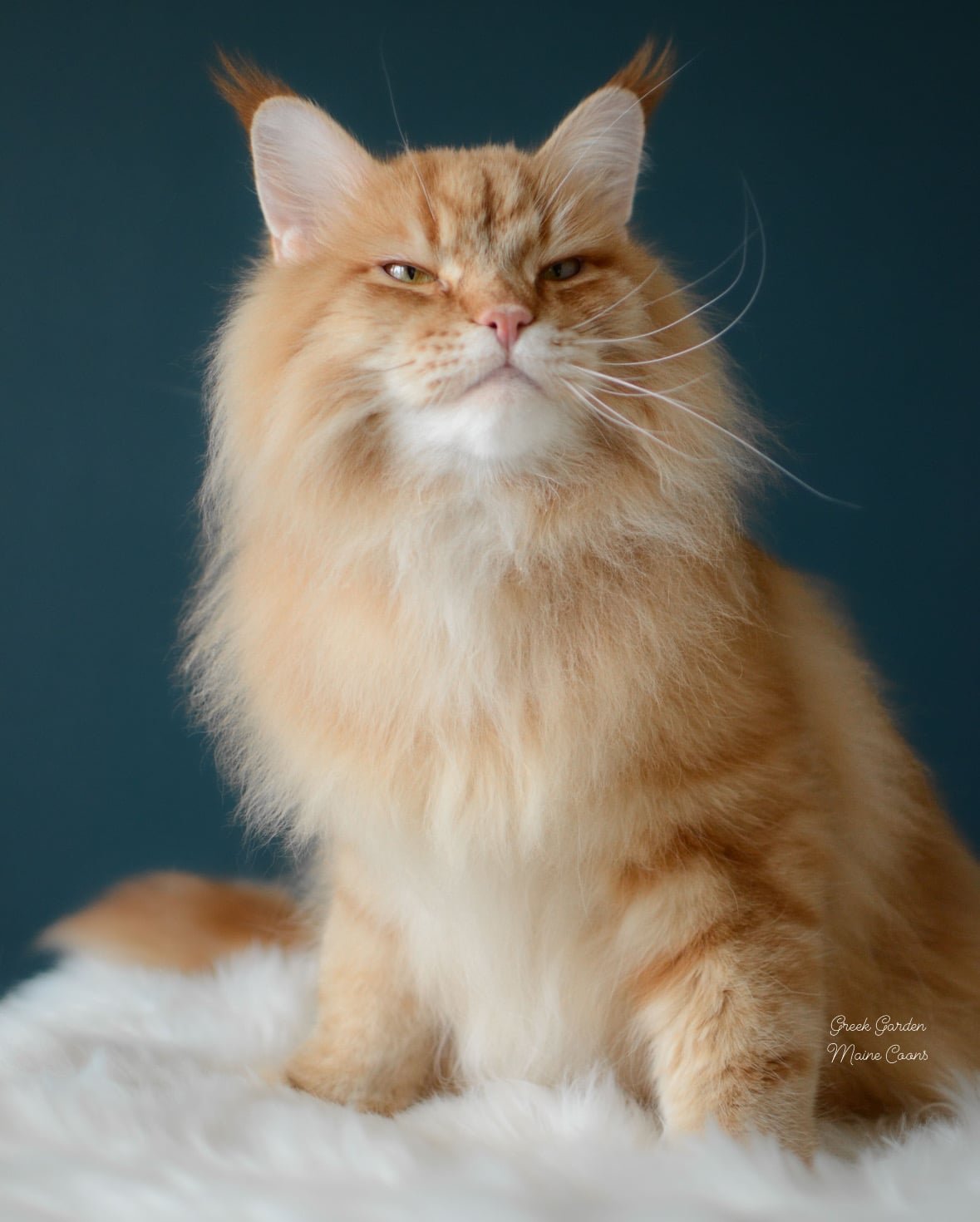 Apollo 2 Greek Garden Apollo Red Classic Tabby Maine Coon 4 Years Old