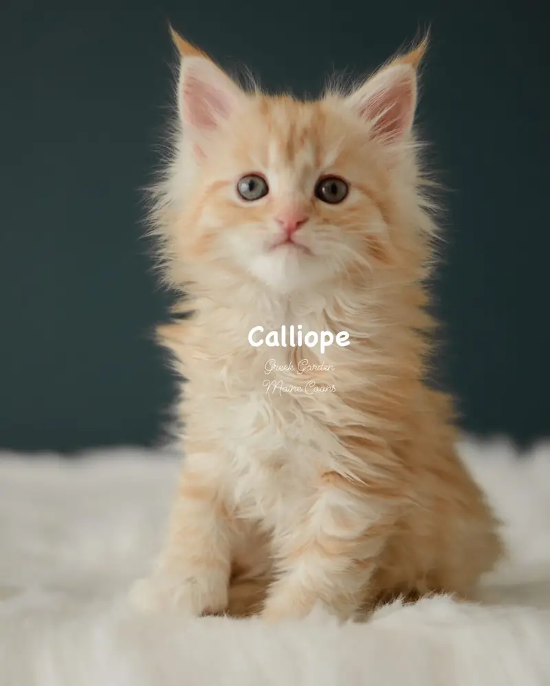 Kittens 18 Greek Garden Calliope 6 Weeks Old Red Silver Mackerel Tabby Patty Paw Polydactyl Girl