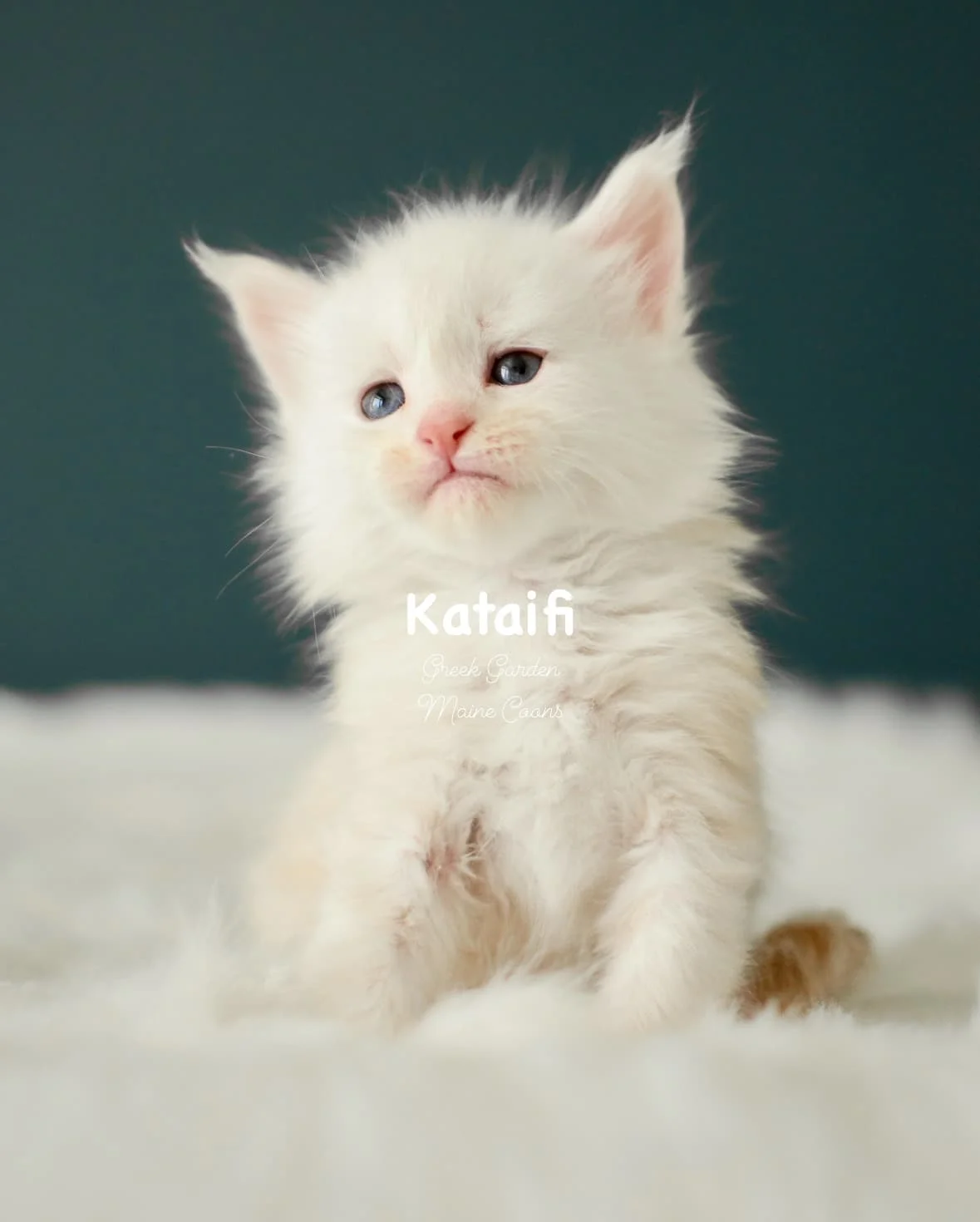 Kittens 8 Greek Garden Kataifi 4 Weeks