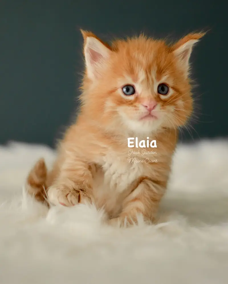 Kittens 4 Greek Garden Elaia 4 Weeks