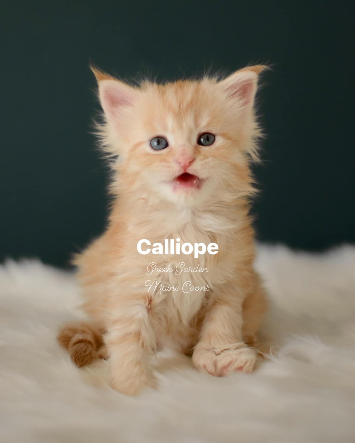 Kittens 19 Greek Garden Calliope 4 Weeks Old Red Silver Mackerel Tabby Patty Paw Polydactyl Girl