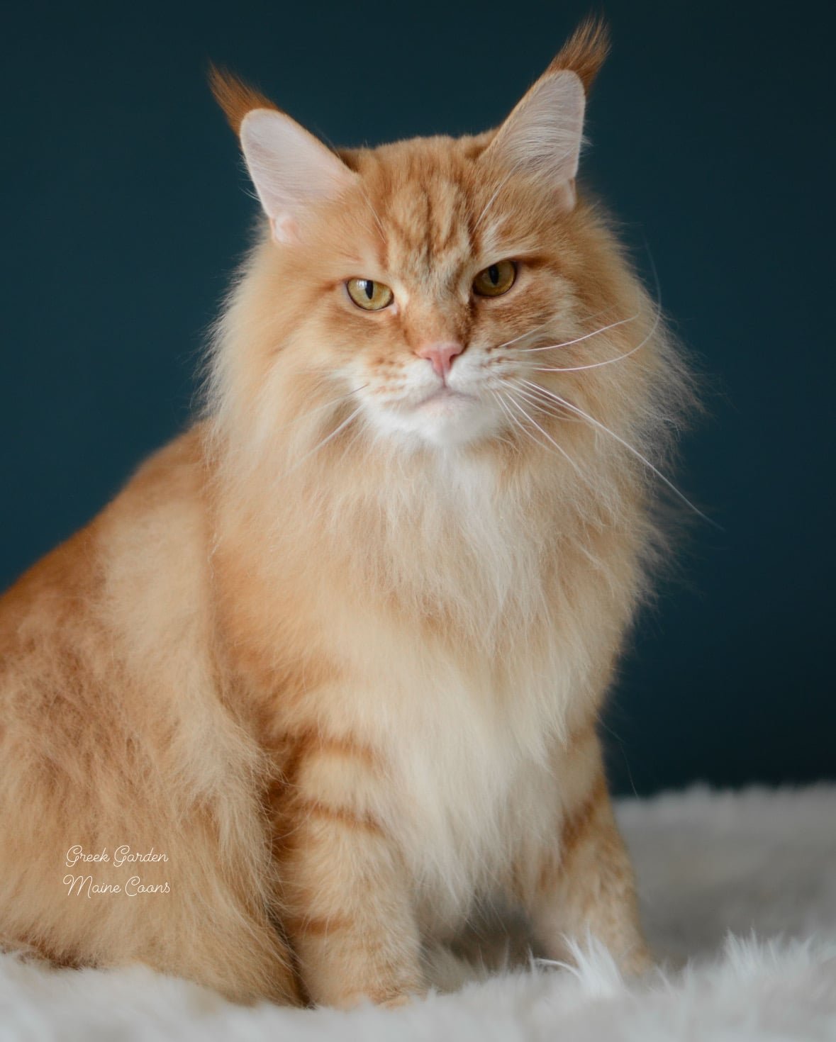 Apollo 1 Greek Garden Apollo Red Classic Tabby Maine Coon 4 Years Old